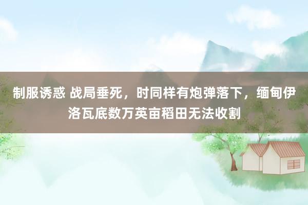 制服诱惑 战局垂死，时同样有炮弹落下，缅甸伊洛瓦底数万英亩稻田无法收割